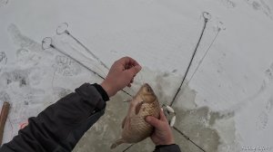 ТАКИЕ РЕДКО ЛОВЯТСЯ! НАБУРИЛИ ЛУНКИ, ОПУСТИЛИ ХАПУГИ И ПОШЛА ЖАРА! УДАЧНОЕ ОТКРЫТИЕ СЕЗОНА!