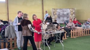 "Жемчужина Уэльса 2025". Часть 1 из 3. Кобели.