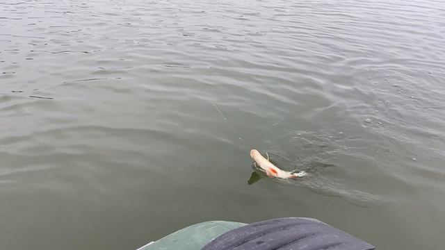 Лучшая съедобная резина