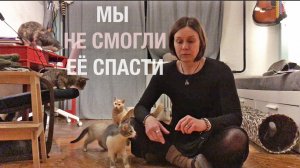 Коронавирус убил нашу кошку. История лечения FIP (ФИП)