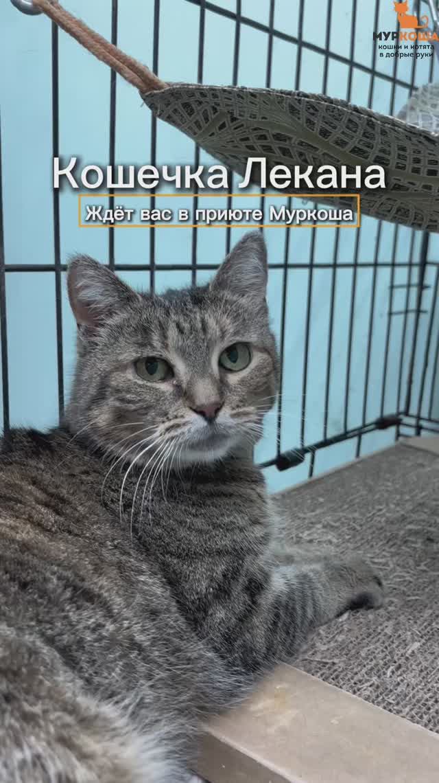Лекана ждёт вас в приюте #Муркоша смотреть онлайн