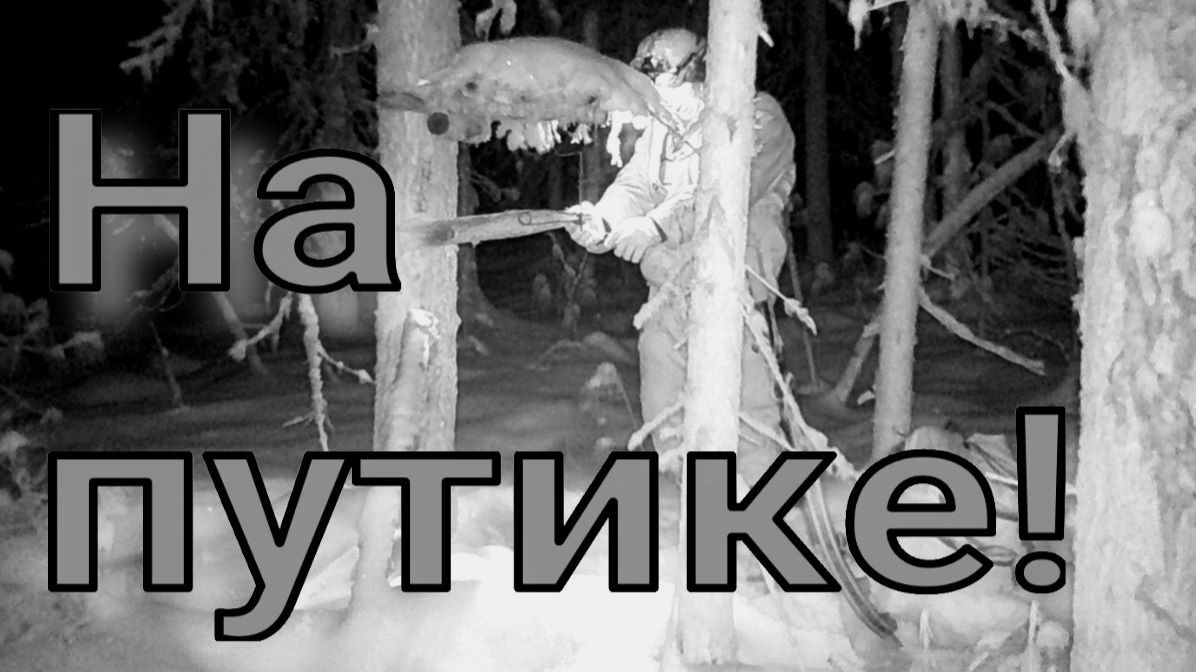 Удачно пробежал по путику первый раз на лыжах мыши подстригли соболя сойки и белки поубавилось смотреть онлайн