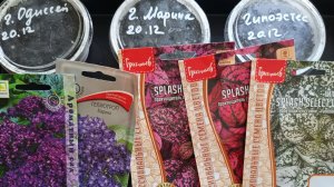 100 процентная всхожесть остеоспермума. Посев гелиотропа и гипоэстеса.