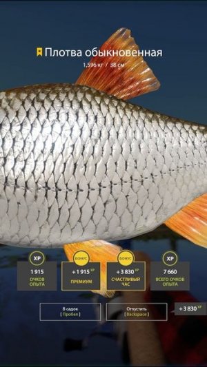 Раздача плотвы с карточками на Суре #рр4