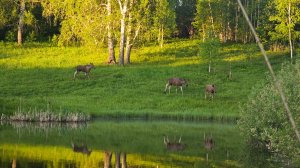 Лето. Удочка. Мы не одни...