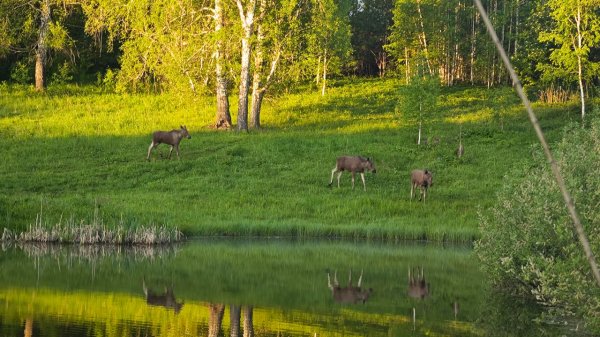 Лето. Удочка. Мы не одни...