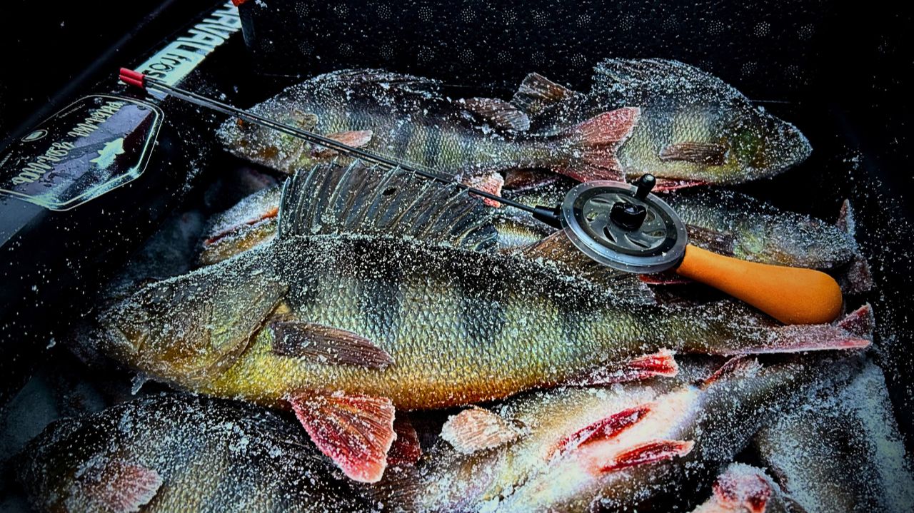 ЛЕСКА ТРЕЩИТ! ТРОФЕЙ на БЕЗМОТЫЛКУ / ЖЕРЛИЦЫ ВМЁРЗЛИ! ПОПАЛИ В НЕПОГОДУ на ТАЁЖНОМ ОЗЕРЕ / Часть 1 смотреть онлайн