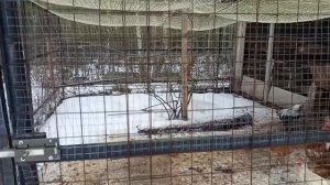 Гонки за узелками.19 серия