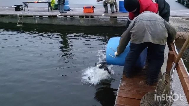 20.12.25. Зарыбление VIP зоны форелью. смотреть онлайн