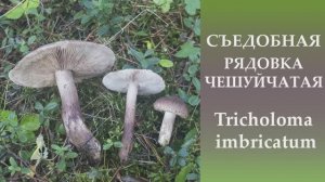 Съедобная Рядовка чешуйчатая - Tricholoma imbricatum