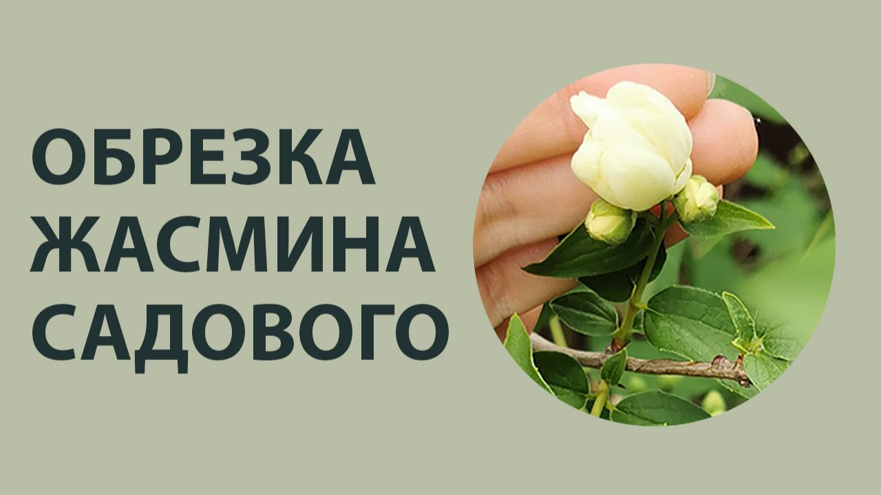 Обрезка жасмина (чубушника) весной | Формирование куста для пышного цветения смотреть онлайн