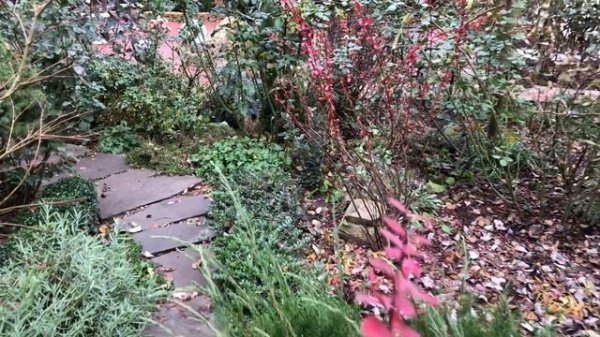 Вечнозелёный южный сад после первых морозов. 20 декабря 2025.