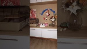 собираюсь на прогулку с пацанами