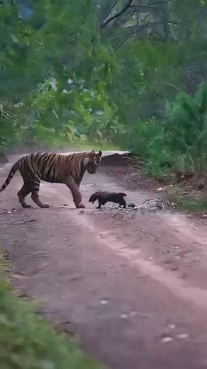 Безумная крутизна медоеда #shorts