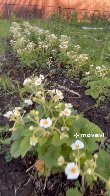 Земклуника Пенелопа