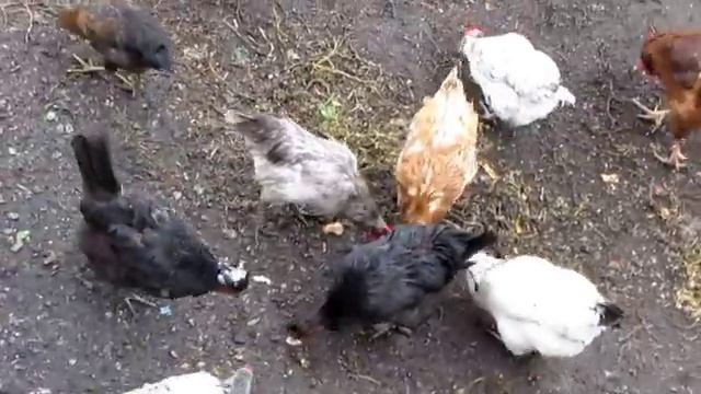 В деревне: лошадь пасётся, петух кукарекает и мычит смотреть онлайн