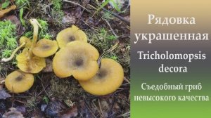 Рядовка украшенная - Tricholomopsis decora.  Съедобный гриб.