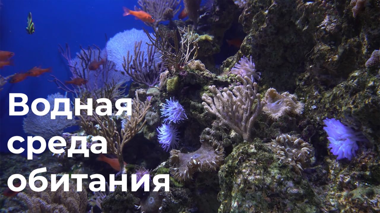 Водная среда обитания. 5 класс. смотреть онлайн
