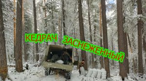 Кедровник. Часть 3.