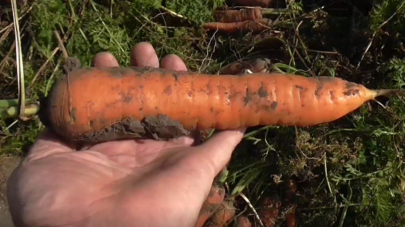 Сорт моркови МАРМЕЛАДНИЦА смотреть онлайн