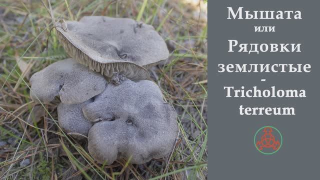 Мышата или Рядовки землистые - Tricholoma terreum. Сравнение с Рядовкой штриховатой. смотреть онлайн