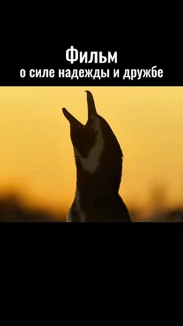 Настоящий фильм про дружбу «Мой пингвин» #кино #обзор #фильм #подборка смотреть онлайн