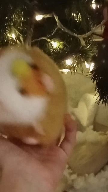 моя ëлка смотреть онлайн