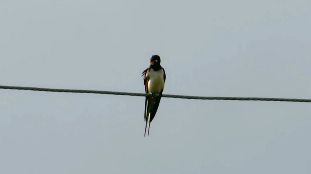 Ласточка на проводе смотреть онлайн