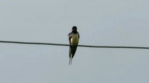Ласточка на проводе