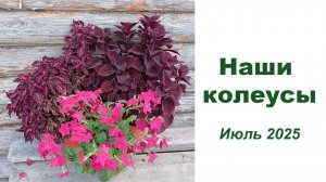 Наши колеусы - обзор сортов. Июль 2025. В том числе сорта нашей селекции