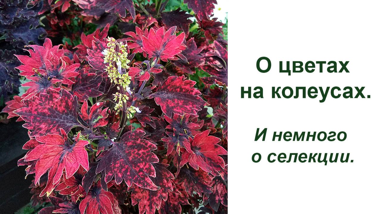 О цветах на колеусах - нужно ли их удалять? И немного о селекции колеусов смотреть онлайн
