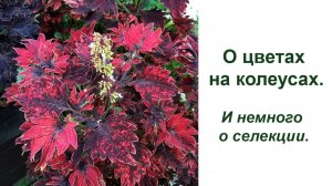 О цветах на колеусах - нужно ли их удалять? И немного о селекции колеусов