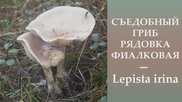 Съедобная Рядовка фиалковая - Lepista irina