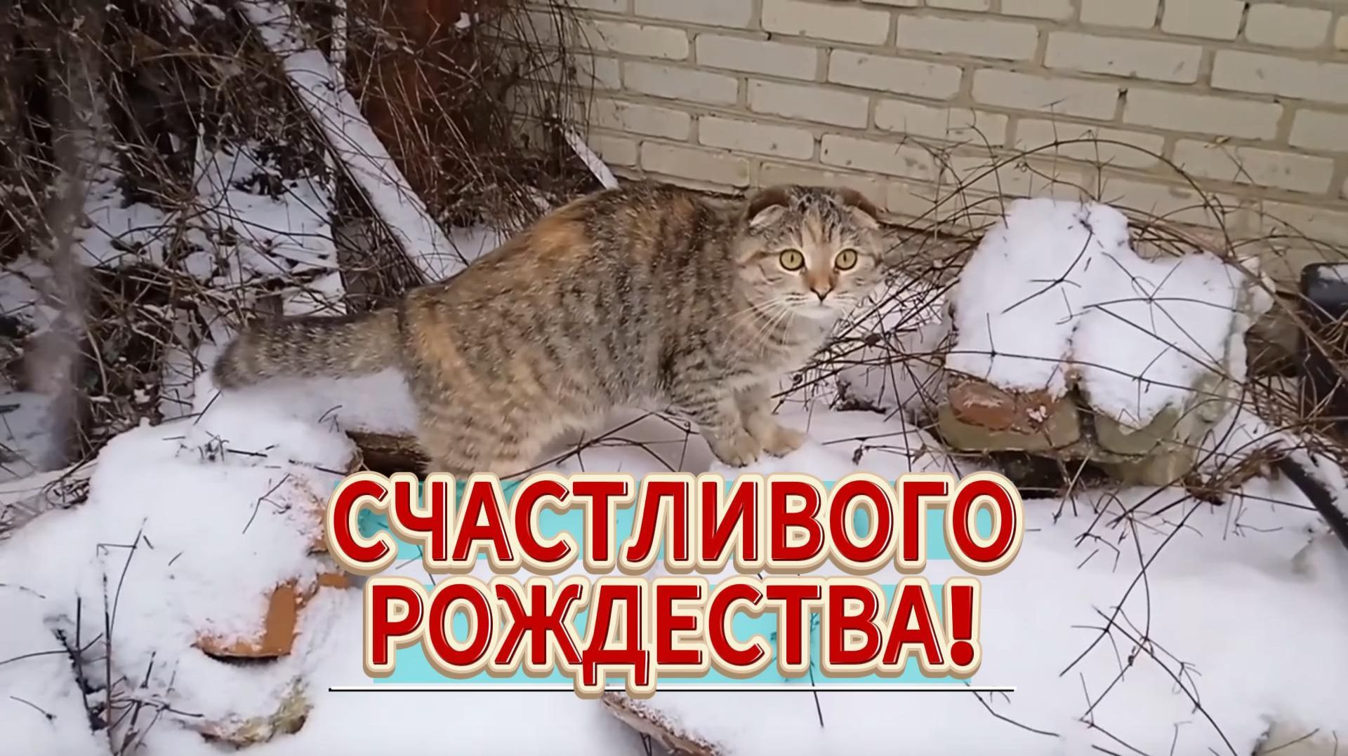 Счастливого Рождества! Музыкальное поздравление смотреть онлайн