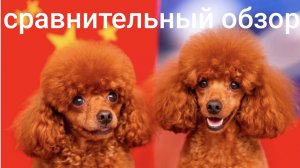 Той-пудель КИТАЙ 🇨🇳 VS РОССИЯ 🇷🇺 сравнительный обзор той-пудель