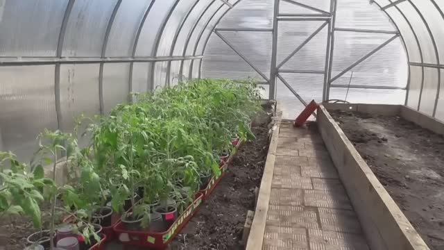 Как я делаю лунки для томатов в теплице в этом году. Показываю со всеми подробностями. смотреть онлайн