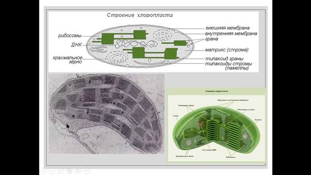 фотосинтез 1 смотреть онлайн