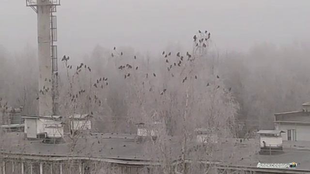 2025-12-20  И опять СВИРИСТЕЛИ ПРИЛЕТАЛИ !