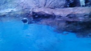 Чудесные пингвины