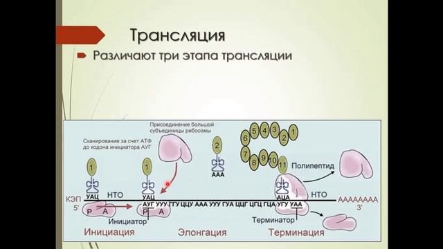 трансляция смотреть онлайн