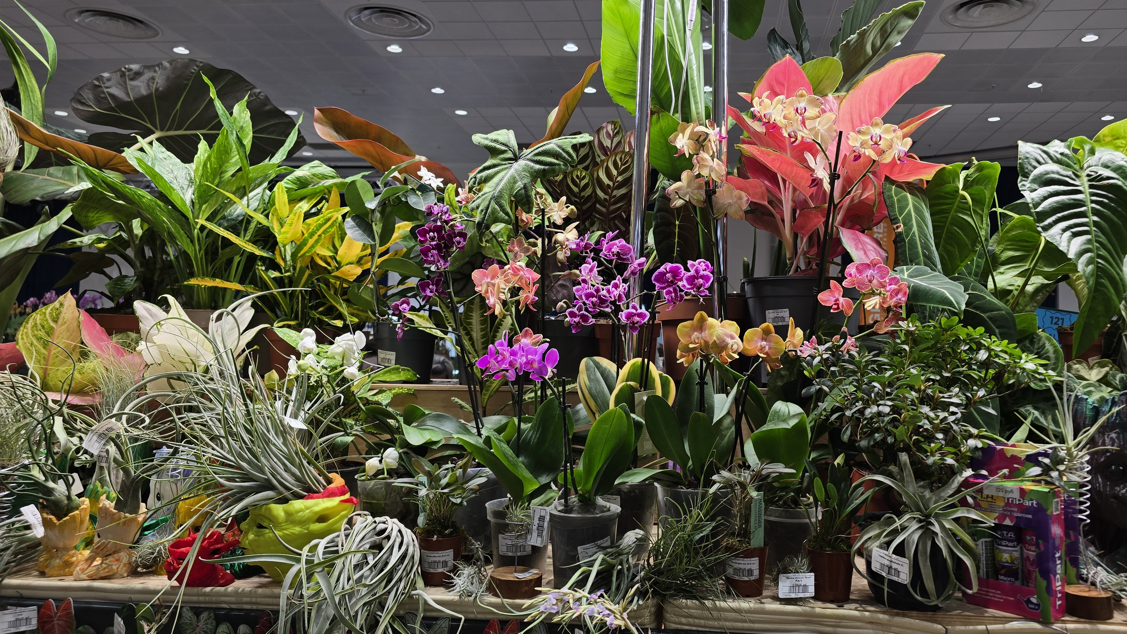 Зимний Орхидиум - стрим! Ярмарка орхидей и другой экзотики в Москве Запись стрима с ютуба от21.12.25 смотреть онлайн