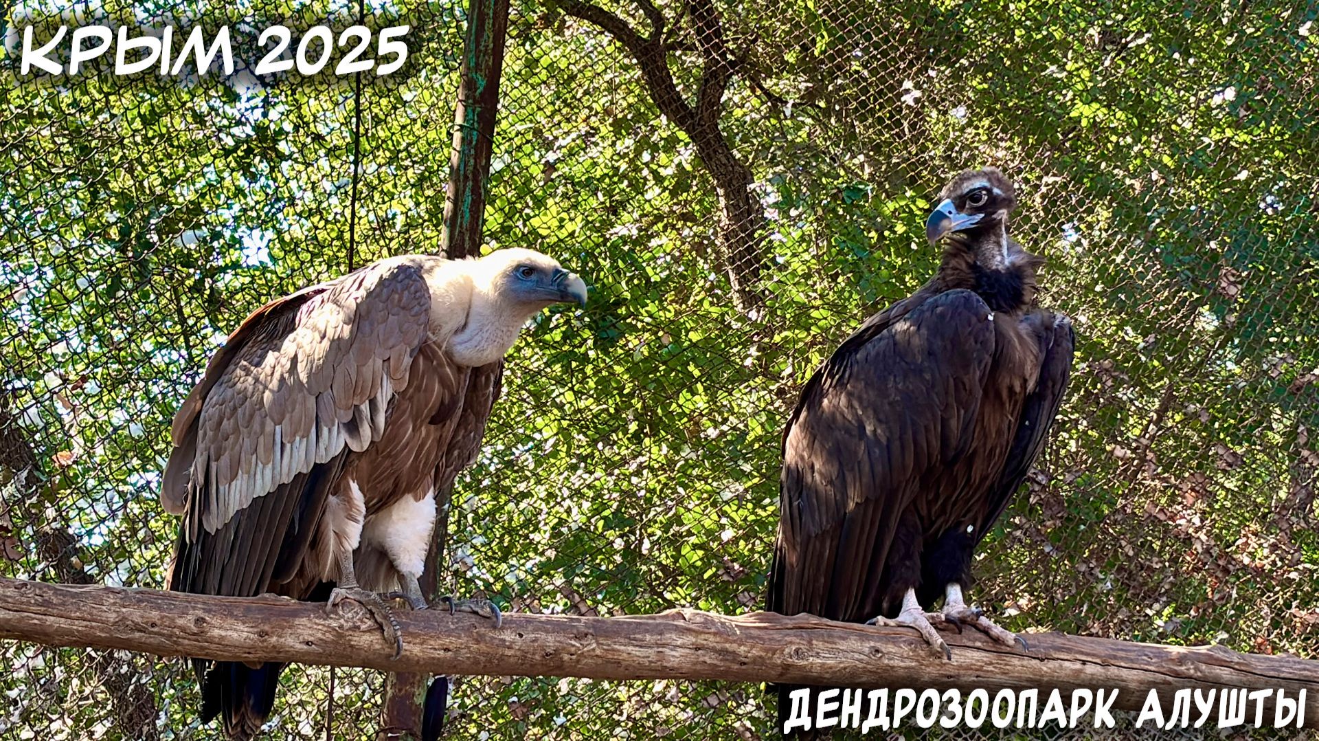 КРЫМ. 23.07.2025: ДЕНДРОЗООПАРК АЛУШТЫ. смотреть онлайн