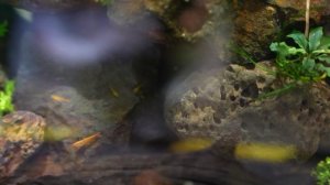 ТРАВНИКИ - в гостях у специалиста по выращиванию аквариумных растений и сотен видов рыб