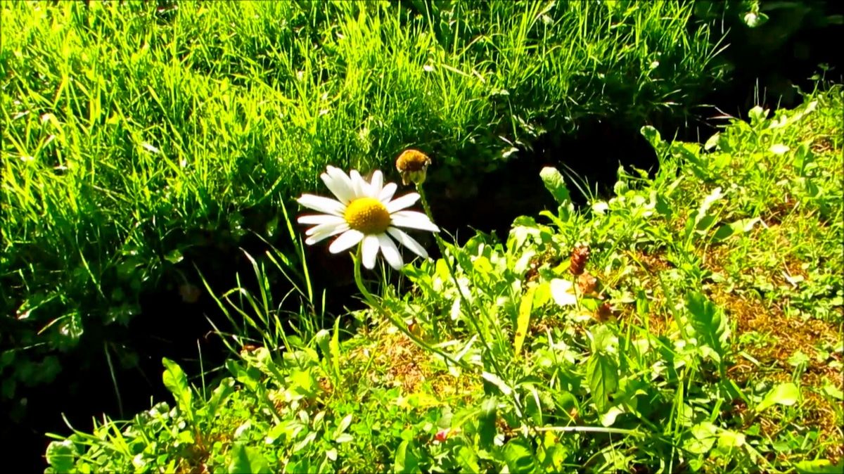 Одинокая ромашка смотреть онлайн