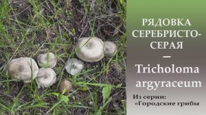 Рядовка серебристо-серая  -  Tricholoma argyraceum.