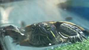 Timeplans_turtle
