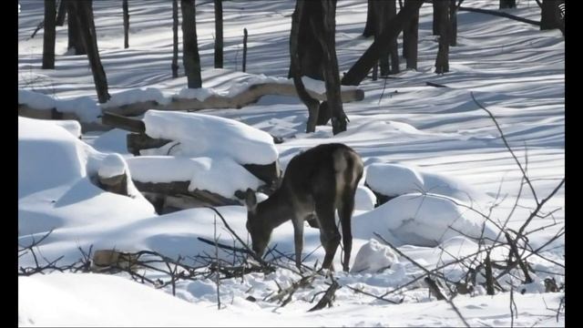 Зачем лоси и олени сбрасывают рога, когда их можно найти. Польза пантов и что это такое. смотреть онлайн