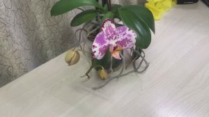 Орхидеи Чудной сюрприз от орхидеи Если бы кто-то про такое сказал я бы не поверила