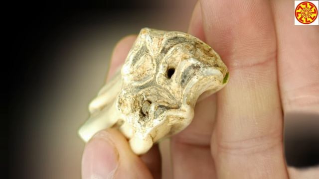 По всей вимости это зуб древней лошади