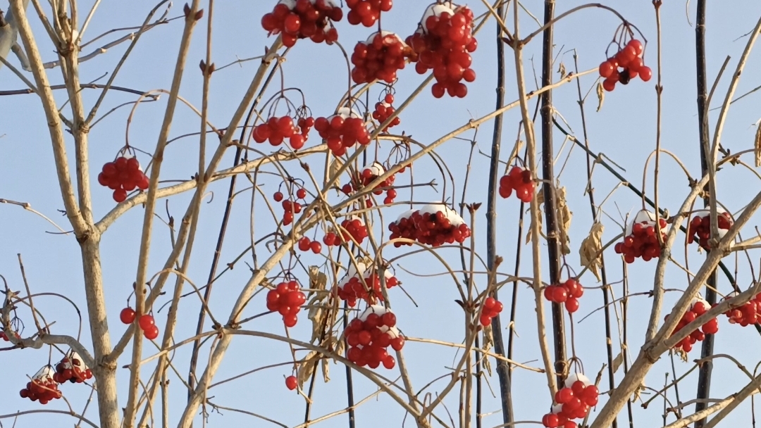 Зимняя прогулка в декабре. Дача смотреть онлайн
